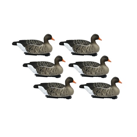 SET DA 6PZ DI STAMPI OCA SELVATICA