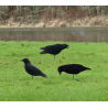 SET DA 3PZ DI STAMPI CORVO FLOCKED