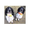CAMPANA PER CANI GRELOT