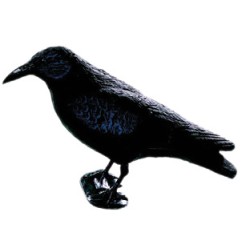 STAMPO CORVO
