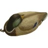 MALE MALLARD MOLD AT REST