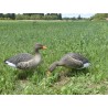SET OF 6PCS OF WILD GOOSE MOLD