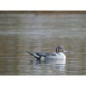 SET OF 6PCS OF MALE PINTAIL MOLD